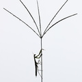 Mante religieuse (Mantis religiosa)