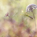 Mante religieuse (Mantis religiosa) mâle