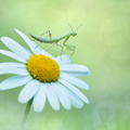 Mante religieuse (Mantis religiosa)