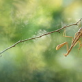 Mante religieuse (Mantis religiosa)