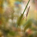 Mante religieuse (Mantis religiosa) mâle