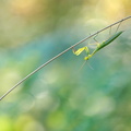 Mante religieuse (Mantis religiosa)