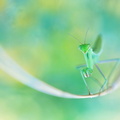 Mante religieuse (Mantis religiosa)