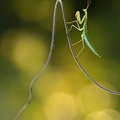 Mante religieuse (Mantis religiosa)