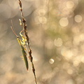 Mante religieuse (Mantis religiosa) mâle