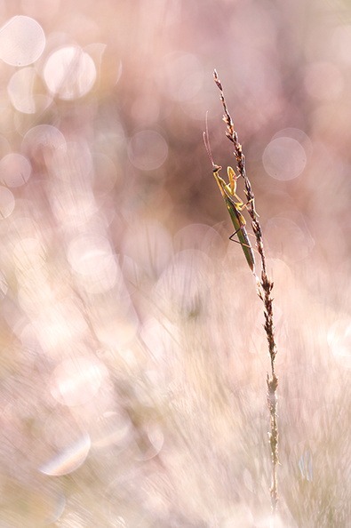Macro-Mante-Religieuse-verte-lumiere-2018-09-25-(8-ret).jpg
