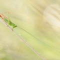 Conocéphale bigarré (Conocephalus fuscus) femelle