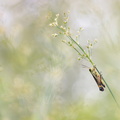 Criquet ensanglanté (Stethophyma grossum)