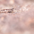 Oedipode grenadine (Acrotylus insubricus)