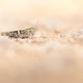 Oedipode soufrée (Oedaleus decorus)
