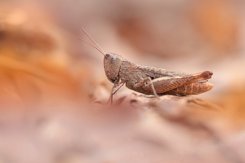 Macro-Criquet-Pins-St-Pierre-210725 (3b).jpg