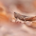Criquet des Pins (Chorthippus vagans)