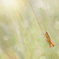Criquet des roseaux (Mecostethus parapleurus)