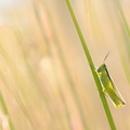 Criquet des roseaux (Mecostethus parapleurus)