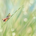 Sténobothre commun (Stenobothrus lineatus) mâle