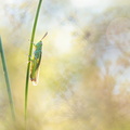 Criquet tricolore (Paracinema tricolor)