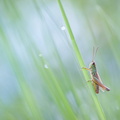 Criquet des pâtures (Pseudochorthippus parallelus)