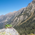 Dectique verrucivore (Decticus verrucivorus) mâle
