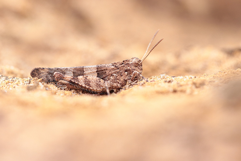 Macro-Oedipode-Turquoise-St-Pierre-210725 (4).jpg