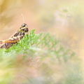 Criquet tacheté (Myrmeleotettix maculatus)