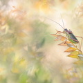 Ephippigère des vignes (Ephippiger diurnus) mâle