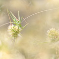 Phanéroptère liliacé (Tylopsis lilifolia)