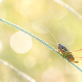 Decticelle bariolée (Roeseliana roeselii) femelle