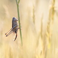 Decticelle rudérale (Platycleis affinis affinis) femelle