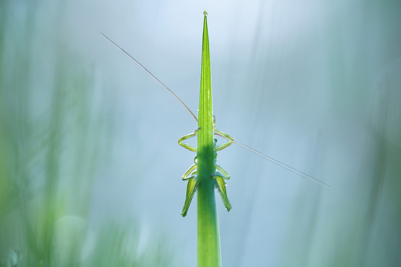Macro-Sauterelle-Verte-Symetrie-2019-04-16-(1-ret).jpg