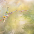 Criquet des genévriers (Euthystira brachyptera)