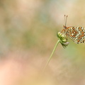 Mélitée des centaurées (Melitaea phoebe)