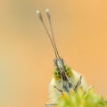 Aurore (Anthocharis cardamines)