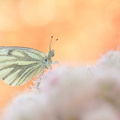 Piéride du navet (Pieris napi)