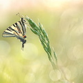 Flambé (Iphiclides podalirius)