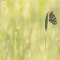 Mélitée des centaurées (Melitaea phoebe)