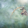 Machaon (Papilio machaon)