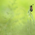 Zygène du trèfle (Zygaena trifolii)