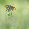 Mélitée des centaurées (Melitaea phoebe)