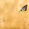 Sylvain azuré (Limenitis reducta)