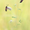 Zygène du trèfle (Zygaena trifolii)