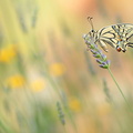 Machaon (Papilio machaon)