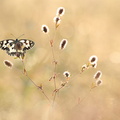 Demi-deuil (Melanargia galathea)
