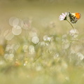 Aurore (Anthocharis cardamines)