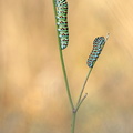Machaon (Papilio machaon)