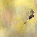 Mélitée des centaurées (Melitaea phoebe)