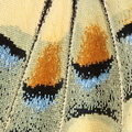 Machaon (Papilio machaon)