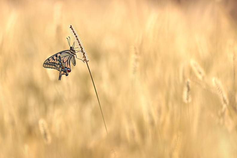 2016-09-02-Papillon-Machaon-CJ-Orge-(5-ret2).jpg