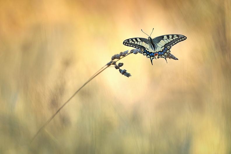 2016-09-02-Papillon-Machaon-herbe-(0-ret2).jpg