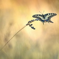 Machaon (Papilio machaon)