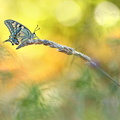 Machaon (Papilio machaon)